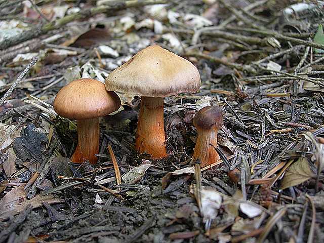 Cortinarius (Telamonia) bulliardii (Pers.) Fr.